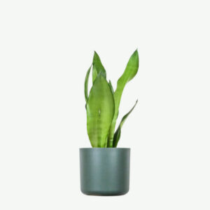 Home plants ecommerce product featured img 3